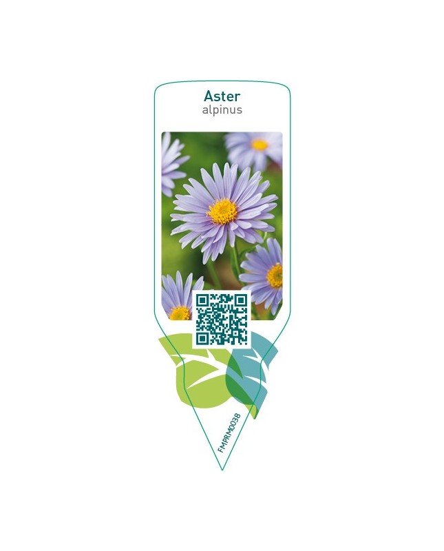 Aster alpinus  blue