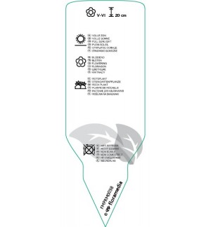 Etichette di Aster alpinus  blue *
