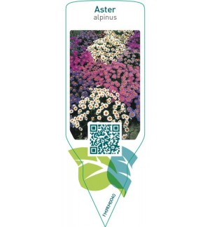 Etichette di Aster alpinus  mix *