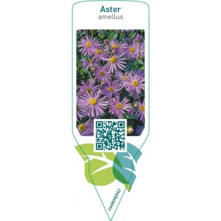 Aster amellus  blue