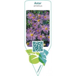 Aster amellus  blue