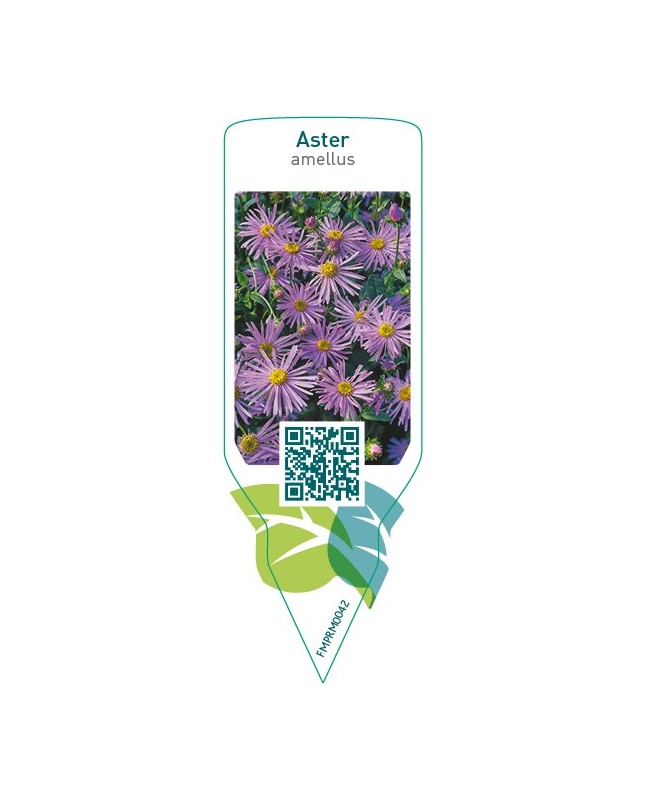 Aster amellus  blue