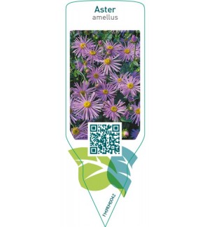 Etichette di Aster amellus  blue *