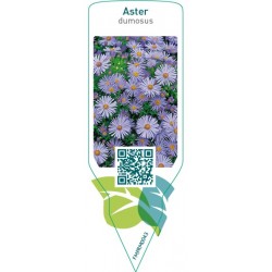Aster (D)  blue