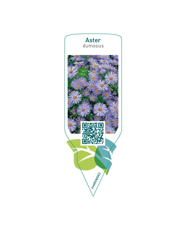 Aster (D)  blue