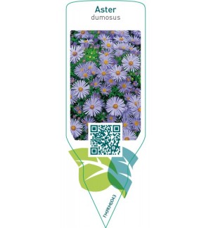 Etichette di Aster (D)  blue *