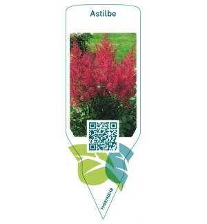 Astilbe  red