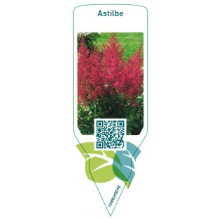 Astilbe  red
