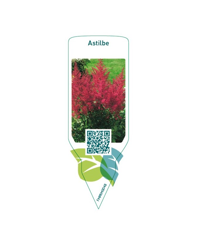 Astilbe  red