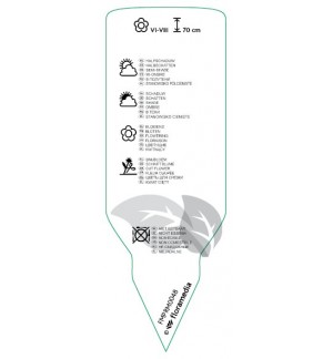 Etichette di Astilbe  red *