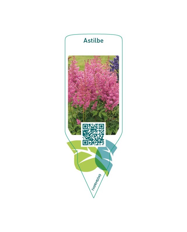 Astilbe  pink
