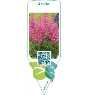 Etichette di Astilbe  pink *