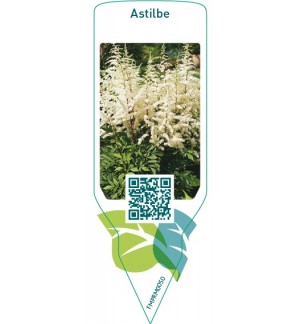 Astilbe  white