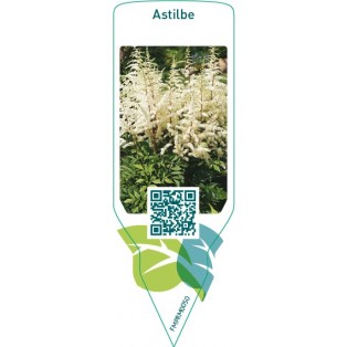Astilbe  white