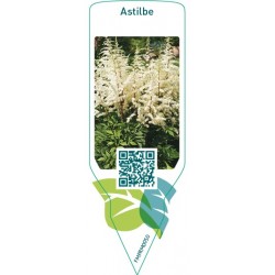 Astilbe  white