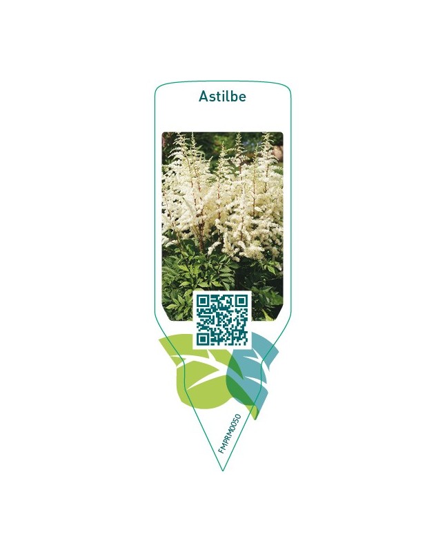 Astilbe  white