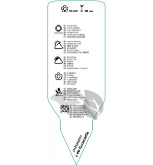 Etichette di Astilbe  white *