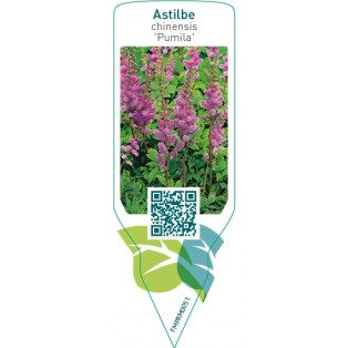 Astilbe chinensis ‘Pumila’
