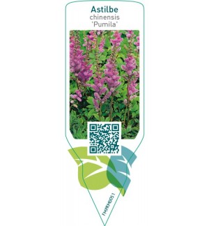 Etichette di Astilbe chinensis ‘Pumila’ *
