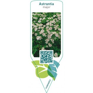 Astrantia major