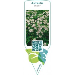 Astrantia major