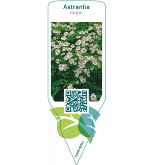 Etichette di Astrantia major *