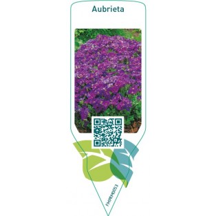 Aubrieta  blue/purple