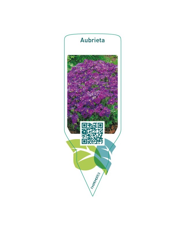 Aubrieta  blue/purple