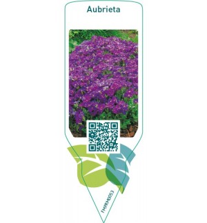 Etichette di Aubrieta  blue/purple *