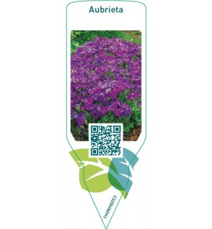 Etiquetas de Aubrieta  blue/purple *