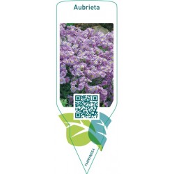 Aubrieta  lilac pink