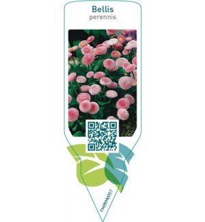 Bellis perennis  pink