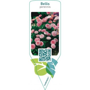Bellis perennis  pink