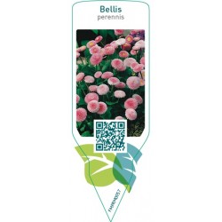 Bellis perennis  pink