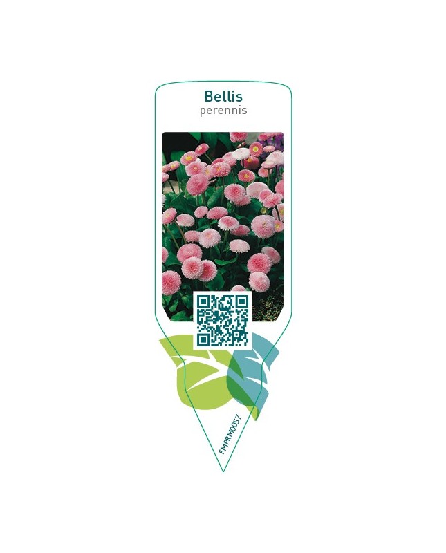 Bellis perennis  pink