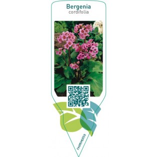 Bergenia cordifolia