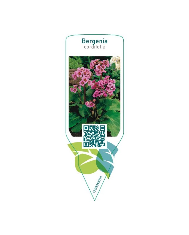 Bergenia cordifolia