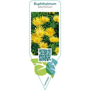 Buphthalmum salicifolium