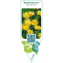 Buphthalmum salicifolium