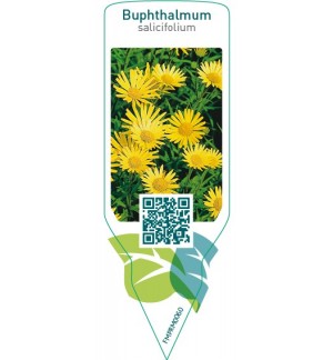 Etiquetas de Buphthalmum salicifolium *