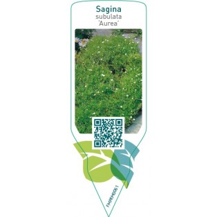 Sagina subulata ‘Aurea’