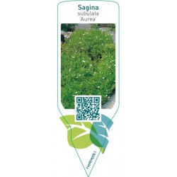 Sagina subulata ‘Aurea’