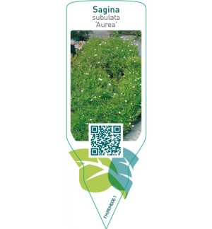 Etichette di Sagina subulata ‘Aurea’ *