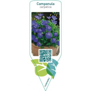 Campanula carpatica  blue