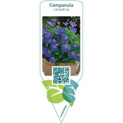 Campanula carpatica  blue
