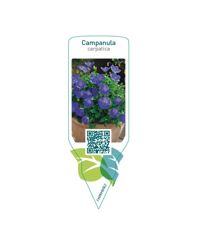 Campanula carpatica  blue