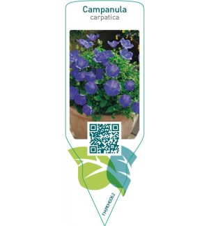 Etiquetas de Campanula carpatica  blue *