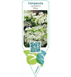 Campanula carpatica ‘Alba’