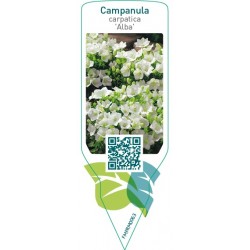 Campanula carpatica ‘Alba’