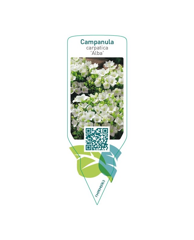 Campanula carpatica ‘Alba’